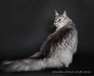 Maine coon femelle