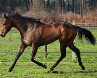 Pur Sang au trot