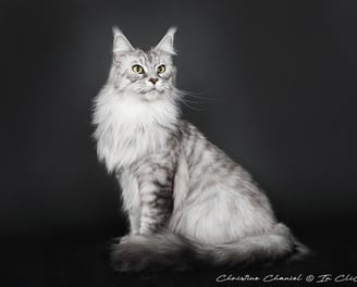 Maine Coon à lélevage Des Rives De Riss