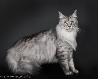 Chat de race Maine Coon