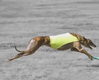 greyhound puppies
