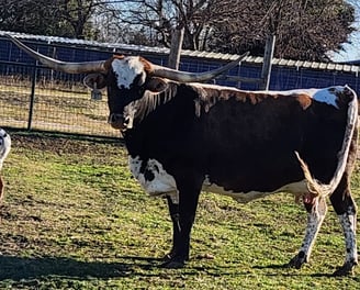 Small Framed Texas Longhorn cow