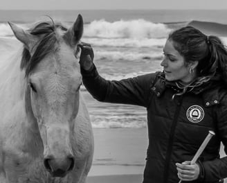 Pur sang en liberté sur la plage