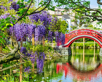 a red bridge in the kameido temple with purple flowers and a red bridge