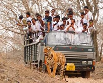 canter safari in ranthambore national park