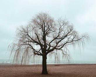 A bare willow tree on a sandy lakeshore under a soft, overcast sky, evoking a sense of calm, solitude, and natural beauty.