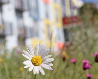Stay2Munich Blumenwiese 2