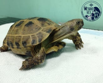 Testudo Horsfieldi, tartaruga, testuggine
