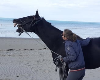 Cheval qui rit sur la plage avec la mer en fond