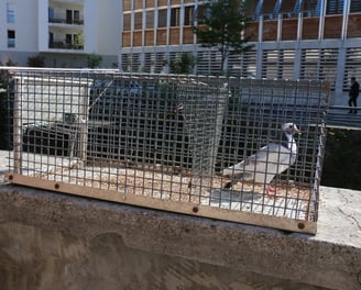 élimination des nuisibles à Valence 