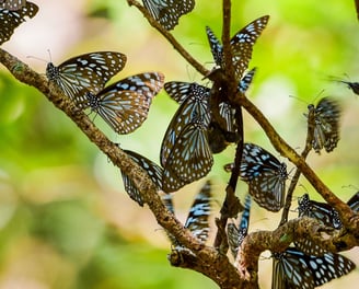 Services regarding setting up butterfly garden, organic farming and sustainable farming practices.