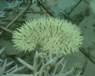 Bleached Acropora colony in coral gardens in St Felix (Mar 2025)