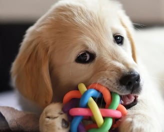 préparer l'arrivé d'un chiot avec un éducateur canin à Bayonne, anglet ou Biarritz