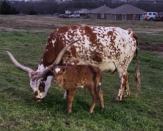 Texas Longhorn with miniature bull calf