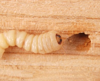 larve de capricorne des maisons