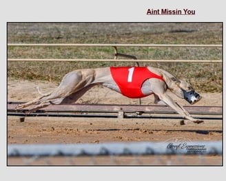 greyhound puppies