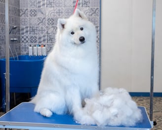 toilettage samoyede