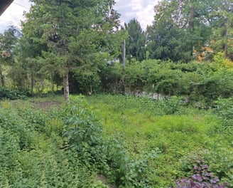 Garten-Rodung vorher
