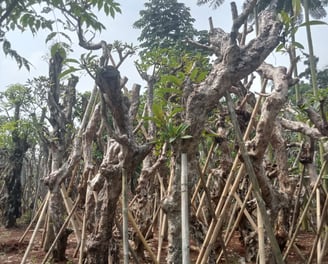 Pohon Pelindung