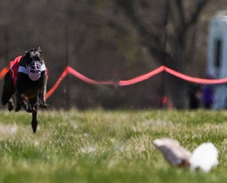 Greyhound