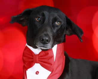 3G the silent senior dog, guarding Cosmic Pet Care as the Head of Security