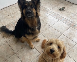 Pet Sitting Willow the German Shepherd & Ruby the Goldendoodle