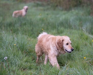 golden retrievers parents testés