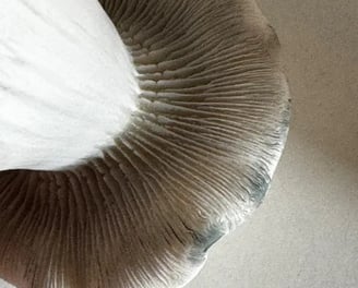 le dessous d'une mutation unique de Psilocybe cubensis, capturant les détails fascinants des lamelles