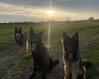 Hannya, Panzer & Bruce on an evening group walk