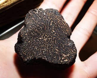 truffe noire perigord tuber melanosporum