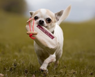 Teo Chihuahua mit Futterbeutel