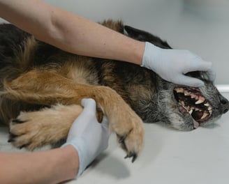 Soins dentaires et détartrage d'un chien dans un cabine vétérinaire à Bruxelles