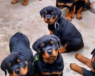 Rottweiler