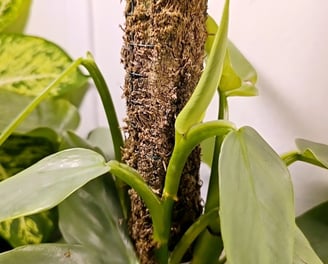 Tiny homemade moss pole for a young plant