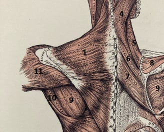 Z'N Formation Anatomie