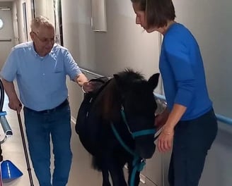 Cheval dans un Ephad avec homme âgé