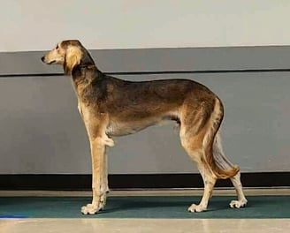 Saluki