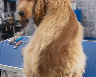 épilation chien