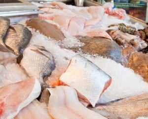 a bunch of fish in a display case