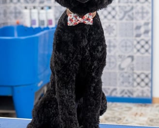 toilettage caniche