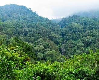 Tropical forest from the Western ghats mountain ranges in Kerala. Biodiversity assessment, wildlife conservation, taxonomy