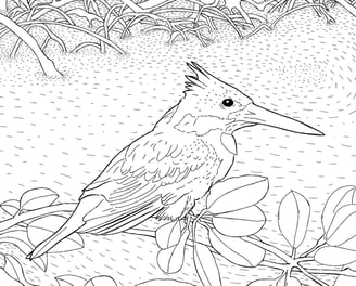 Download Gratuito - Martim-pescador - Para Colorir - Coleção Aves Daqui.