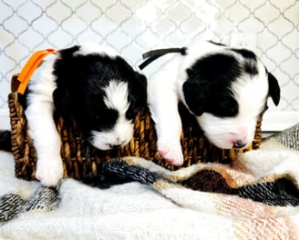 Bernedoodle Puppies