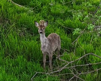 a deer in the woods with a deer in the grass