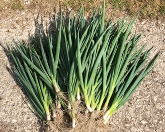 Our spring onions