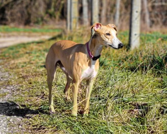 lévrier whippet à l'élevage Des Rives De Riss