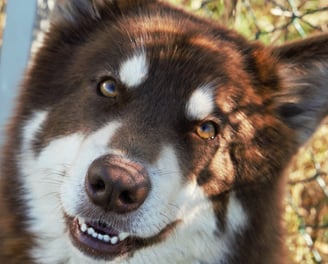 alaskan malamute mogano bianco, mohogany