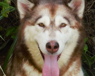 alaskan malamute rosso scuro, dark red