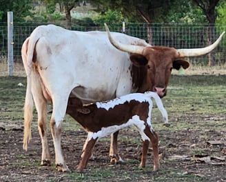 Miniature Longhorn cow and calf