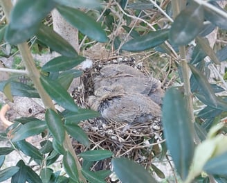 Oiseaux